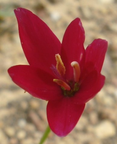 Geissorhiza erosa flower